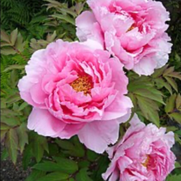 peony518